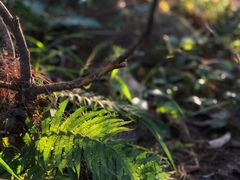 -铁山坪森林公园