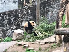 -都江堰中华大熊猫苑