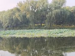 -望湖公园