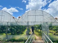 -马陆小张葡萄园农家乐