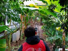 -呀路古热带植物园