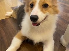 -柯斗斗主题餐厅·狗咖·围炉煮茶·茶饮(国瑞升平里店)