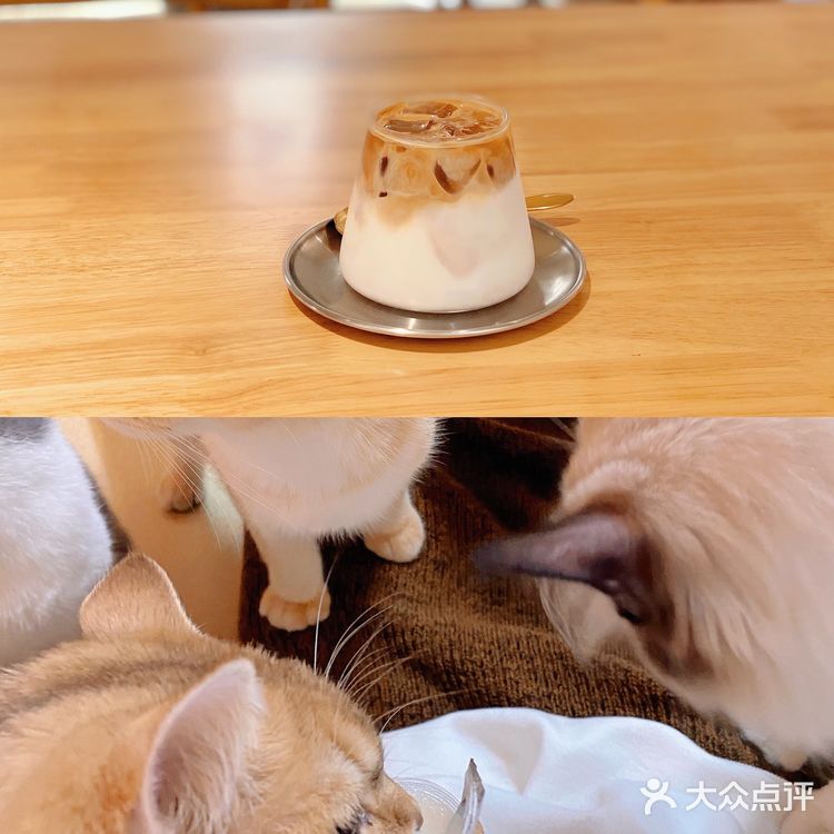 天津🐈探店｜是香软软的小猫咪呀🦷  