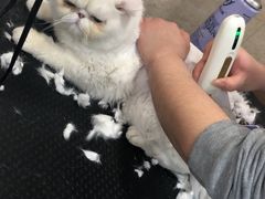 -多卡布奇宠物生活馆(上林世家店)