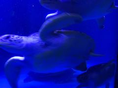 -锦艺城海洋馆