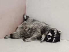 -浣熊柯尔鸭土拨鼠·电玩咖