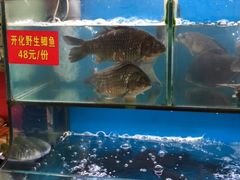 水产区-老村长土菜馆(湖墅南路店)