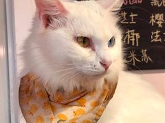 -Heymao猫咖.咖啡厅(东门店)