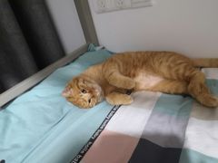 -纳吉亚猫专科动物诊疗中心(蒋宅口分院)