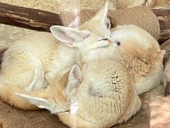 -大连森林动物园