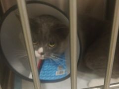-艾吉宠物医院·疑难杂症转诊中心·猫友好(碧江路院)