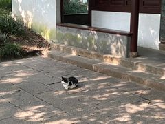 -秋霞圃