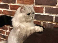 -猫友咖啡店(玉林西路店)