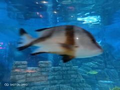 -烟台海昌鲸鲨海洋公园