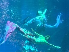 -海合安成都极地海洋公园