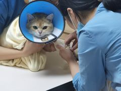 -谐和贝康宠物医院24小时·宠保定点(急重症转诊中心)