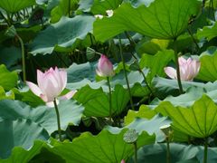 -荔湾湖公园