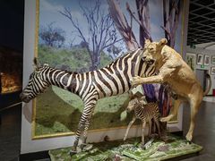 -昆明动物博物馆