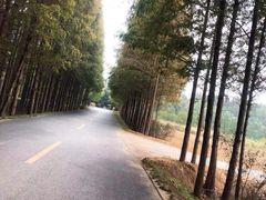 -日照海滨国家森林公园