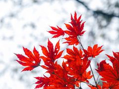 -九如山休闲旅游度假区