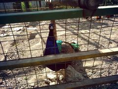 景点-瑞丽独树成林风景区