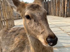 -北京野生动物园