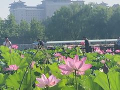 -莲花池公园