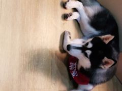 -Husky Go! 哈士奇体验馆·宠物咖啡厅狗咖
