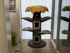 -青奢宠物·青奢猫舍