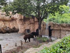 -上海野生动物园
