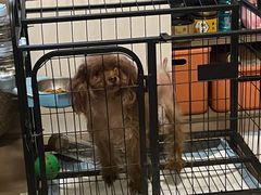 -瑞派福兴宠物医院犬猫全科·骨科·中西医结合(河东店)