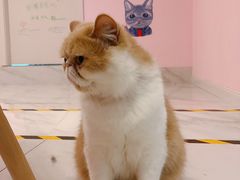 -三花喵·撸猫购宠·宠物生活馆(虹桥南丰城店)