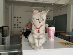 -绒爪撸猫下午茶·猫咖