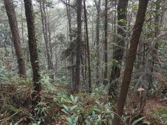 -缙云山景区