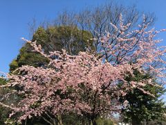 -名古屋城