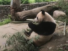 -都江堰中华大熊猫苑