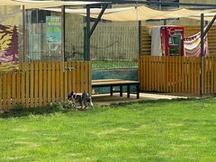 -趣玩宠物乐园寄养训犬训狗游泳池