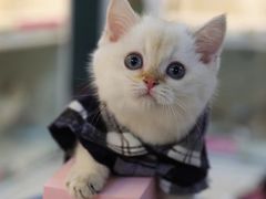 -lincat·猫舍(广州店)