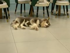 -安格丽娜·狗咖·猫咖羊驼咖(春熙路百盛商场店)