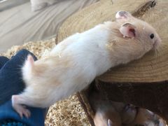 -怪兽屋·羊驼·猫咖·狗咖(俊华广场店)