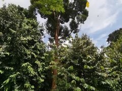 -新加坡植物园