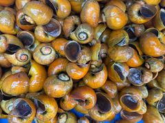 -旗鱼海番村(Orang Asli)