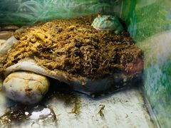 -上海大自然野生昆虫馆(东方明珠·爬宠昆虫探索中心)