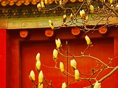 -北京市劳动人民文化宫(太庙)