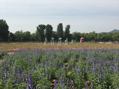 -北京东方普罗旺斯薰衣草庄园