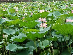 -荔湾湖公园