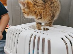 -艾贝尔宠物医院·24H转诊中心·肿瘤猫专科(江宁双龙店)