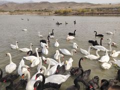 -新疆天山野生动物园