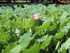 -四川大学(华西校区)