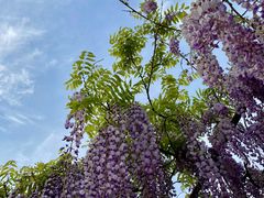 -嘉定紫藤园